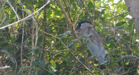 Boat-billed heron, unfortunately hiding most of its boat-bill