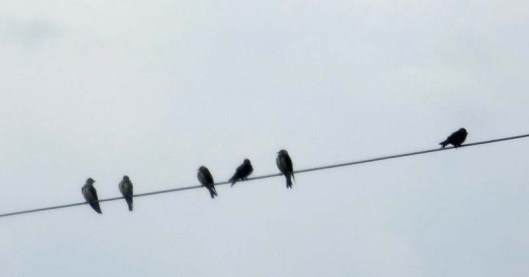 ? Brown-chested martins