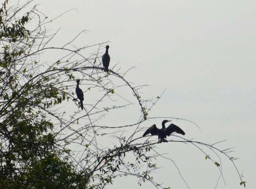 Anhingas hanging themselves out to dry